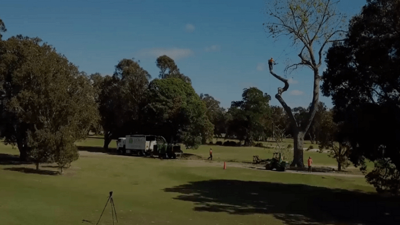 Preventing Tree Emergencies: Tips for Homeowners in Sydney