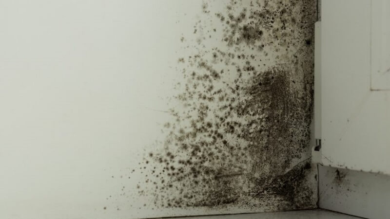 Why Mold Problems Are More Aggressive in Atlanta Homes Than Most Homeowners Expect