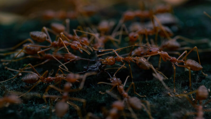 Why Wake Forest Homes Are Prone To Certain Pest Infestations