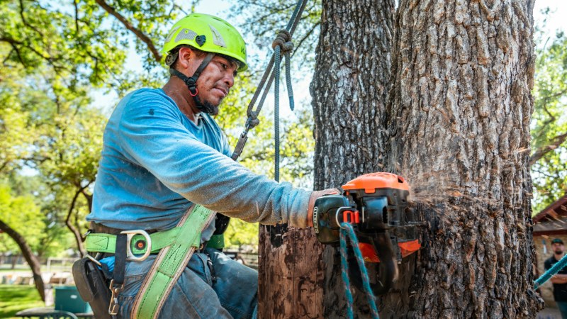 Why Professional Tree Service Matters for Utility Line Safety and Infrastructure Protection